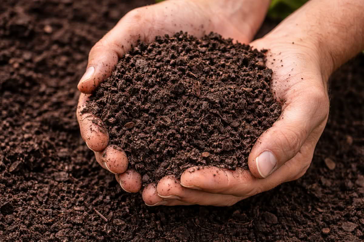 dark crumbly finished compost being held in a gardener's hands